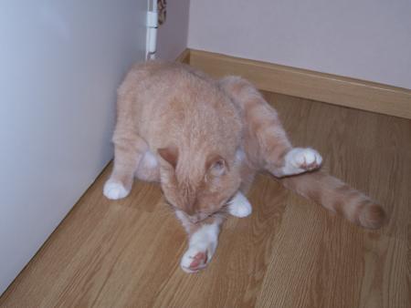 Caramel