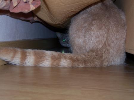 Et non, ce n'est pas le meme chat. Queue de Caramel et tete de Zébulon!