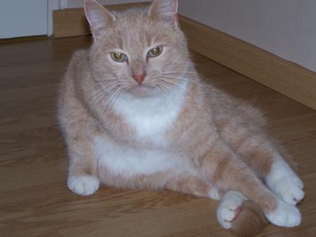 Caramel, on dirait Garfield des fois ce chat!