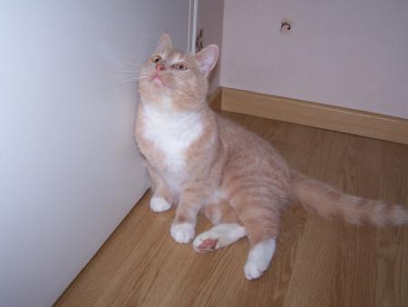 Caramel