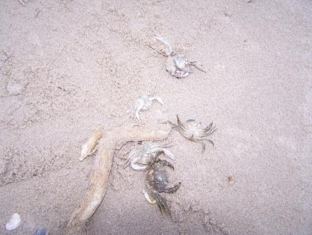 Petit tripe ac Coralie: CADAVRES DE CRABES!