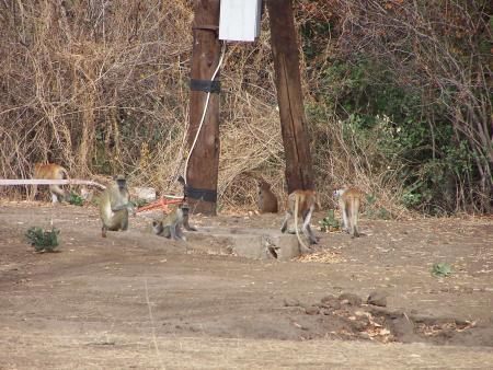 Singes