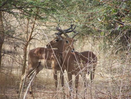 Les gazelles