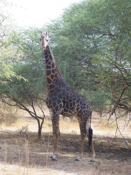 Girafe