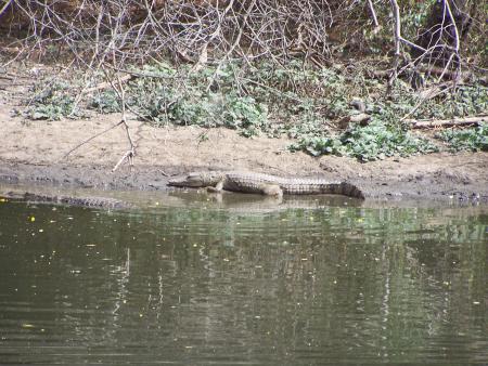 Les aligators! Tous a la flotte, AQUAGYM!