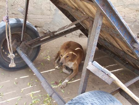 Chien du village de brousse, le dingo