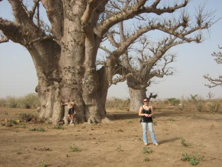 Le champs de baobabs