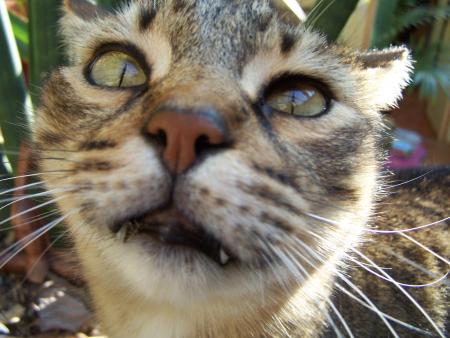 Chat d'Adrien! (il a l'air un peu bete là!lol)