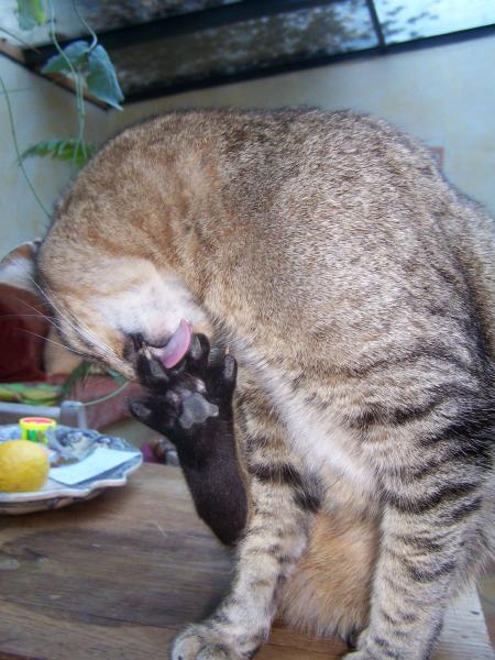Chat d'Adrien