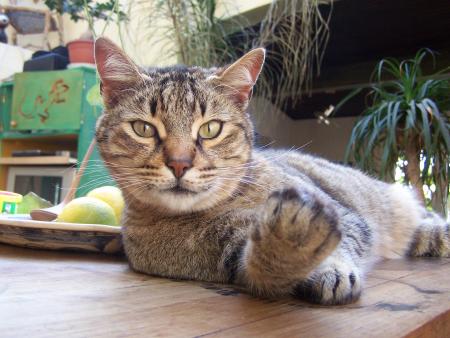 Chat d'Adrien