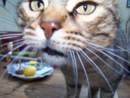 Chat d'Adrien