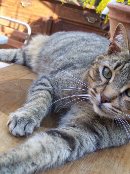 Chat d'Adrien (une vraie star)