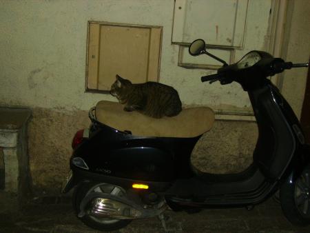 Chat dans Valbonne