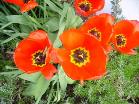 Mon jardin dans le Pas de calais