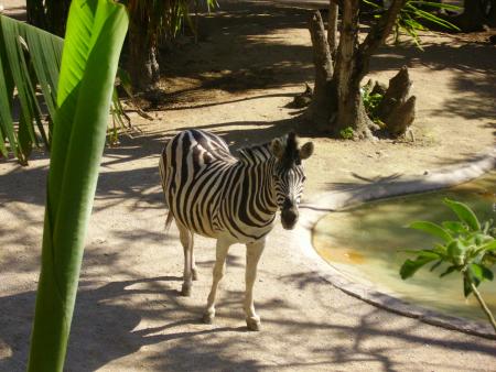 Zebre,Zoo de Cap Ferrat