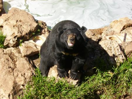 Ours à colier