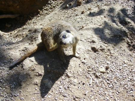 Suricate qui se gratte