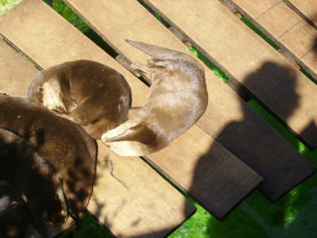 Loutre