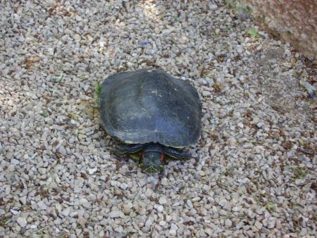 Tortue de Floride