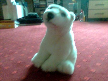 Mon ours blanc
