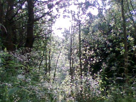 escapade ds la nature