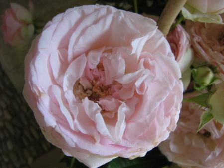 La rose rose