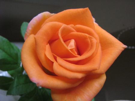 Exercice photographique: Les fleurs