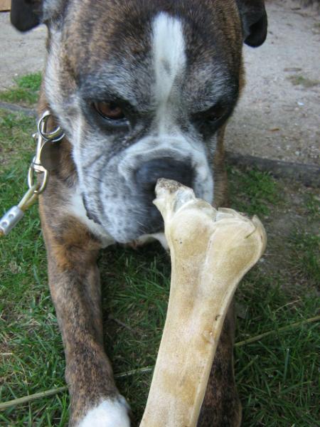 Toundra