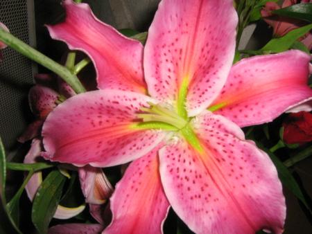 Exercice photographique: Les fleurs