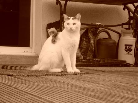 Némo sepia