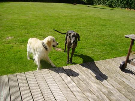 Enzo et asia