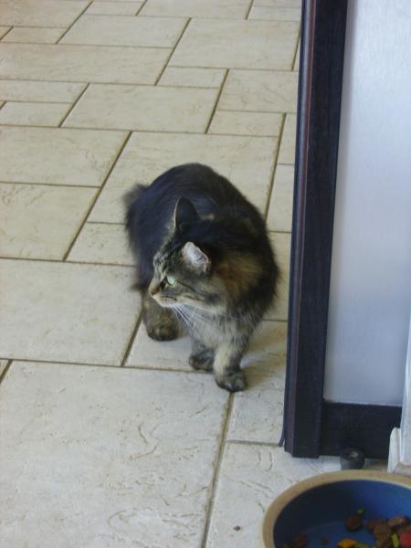     Miaous