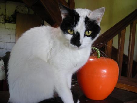 Chat de mon cousin