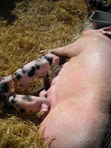 Cochon du Touquet