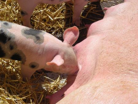 Cochon du Touquet