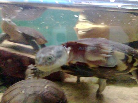 Tortues d'eau de Bruay