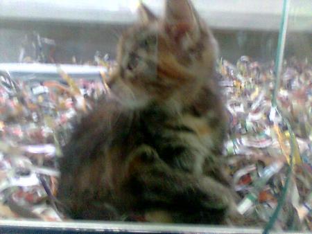 Chaton de Bruay