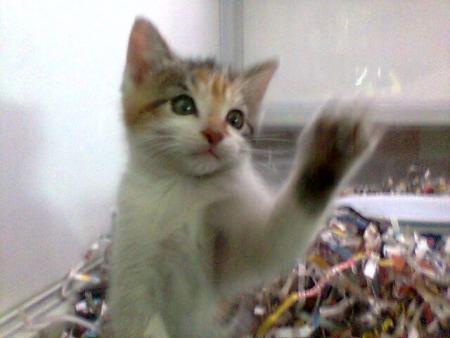 Chaton de Bruay