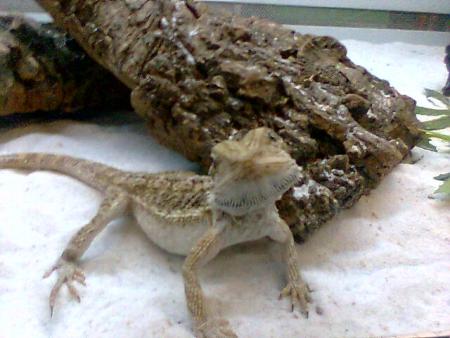 Pogona de Bruay