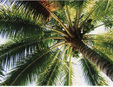 Tahiti 2003