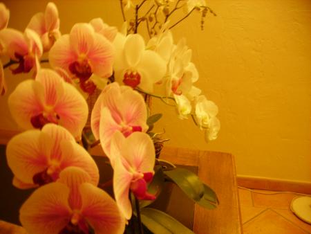 Ma fleur préférée: l'orchidée