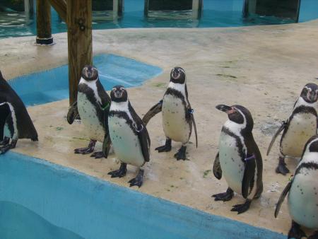 Les pinguins de Marineland (06)