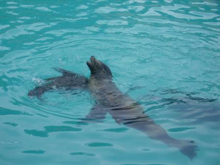 Otaries de Marineland