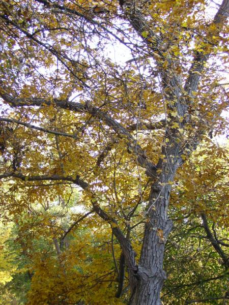 couleur d'automne