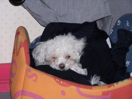 Ambre, le chien de Coralie